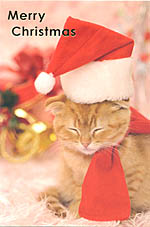 猫のクリスマスカード